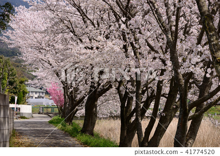 Cherry blossoms in full bloom Cherry blossoms in full bloom 41774520