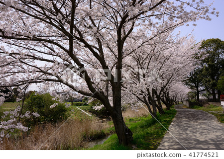 Cherry blossoms in full bloom Cherry blossoms in full bloom 41774521