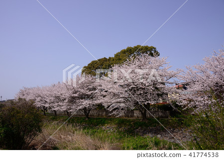 Cherry blossoms in full bloom Cherry blossoms in full bloom 41774538