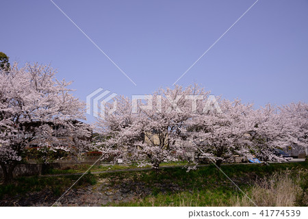 Cherry blossoms in full bloom Cherry blossoms in full bloom 41774539