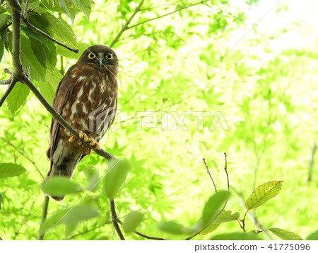 A rare owl's companion "Aobazuku" A rare owl's companion "Aobazuku" 41775096