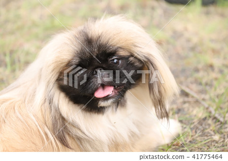 狗狗 狗狗 41775464