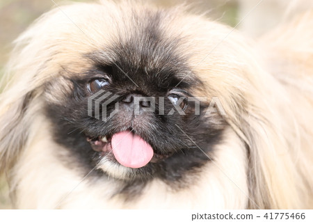 Dog Dog 41775466