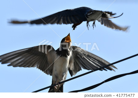 Swallow · meal Swallow · meal 41775477