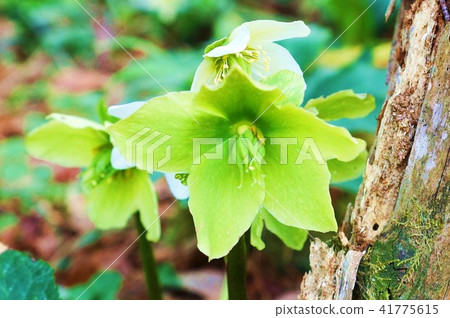 季節性花早春材料 花萼片綠色聖誕玫瑰和卵巢 側面位置 照片素材 圖片 圖庫