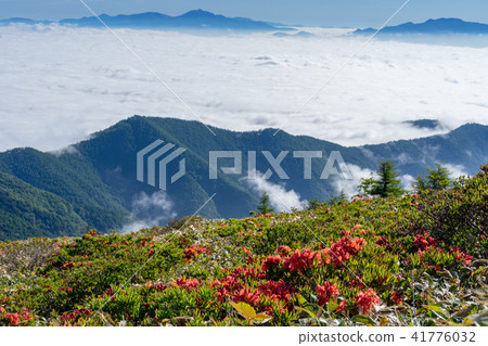 Mikahara高地範圍杜鵑花和雲海 Mikahara高地範圍杜鵑花和雲海 41776032