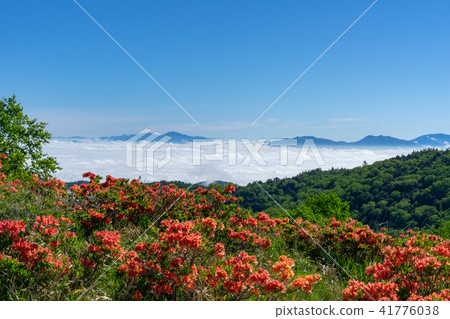 Mikahara Highlands Range azalea and sea of clouds Mikahara Highlands Range azalea and sea of clouds 41776038
