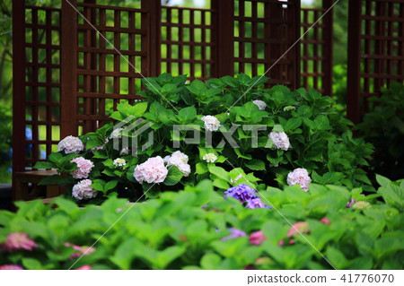 Seriously, whim, virgin dream Seriously, whim, virgin dream 41776070