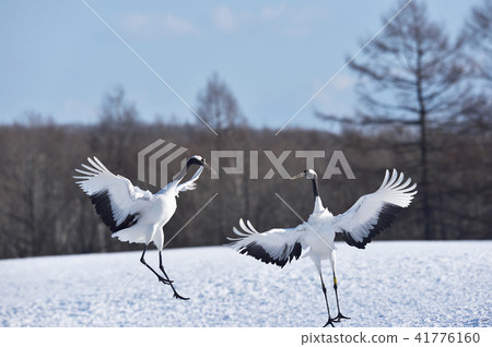 Cranes dancing with two (Hokkaido) 41776160