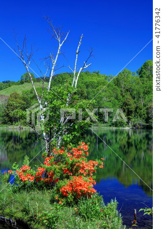 Early summer Kidoke pond and Renge azalea Early summer Kidoke pond and Renge azalea 41776342