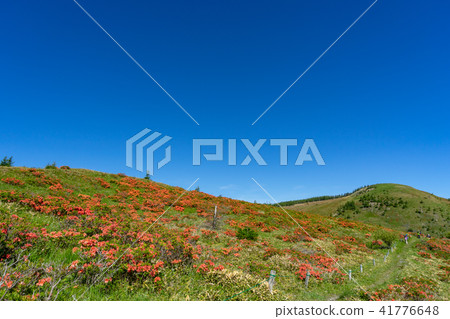 Mihigahara highland season of azalea azalea Mihigahara highland season of azalea azalea 41776648