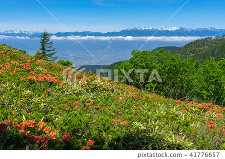 Mihigahara highland season of azalea azalea 41776657