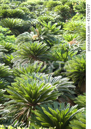 Amami Oshima Cyclo組布 Amami Oshima Cyclo組布 41776977