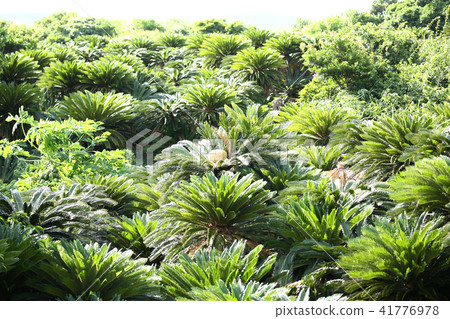 Amami Oshima Cyclo組布 41776978