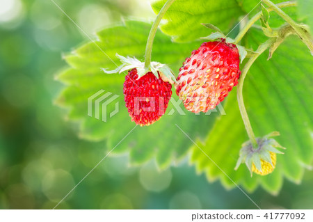 woodland strawberries on the bush woodland strawberries on the bush 41777092
