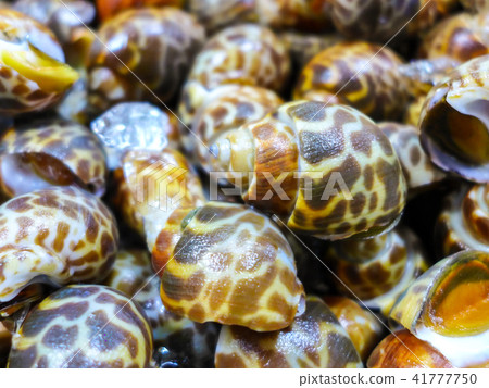 close up spotted babylon in the market 41777750