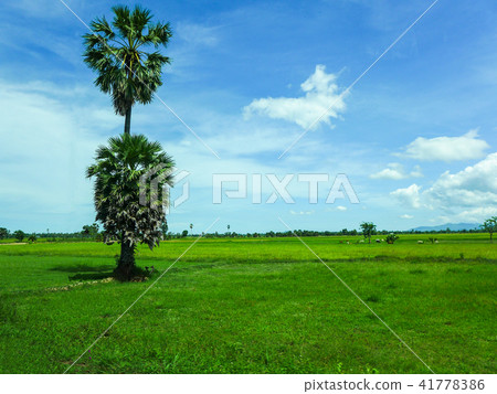 palm tree on the green grass field on blue sky palm tree on the green grass field on blue sky 41778386