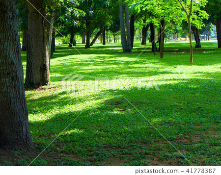 green grass field under the trees in sunny day green grass field under the trees in sunny day 41778387
