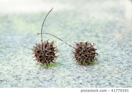 我把鈴木家族的收集水果放在大理石長凳上 41779391