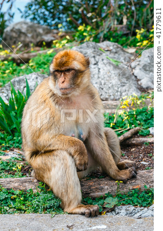 Portrait of a wild female macaque Portrait of a wild female macaque 41779611