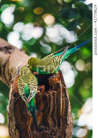 Budgerigars sitting in the nest Budgerigars sitting in the nest 41779624