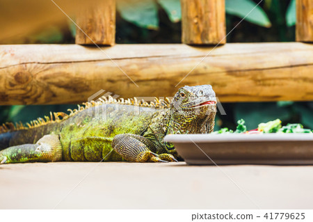 resting green colored male Green iguana 41779625
