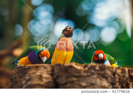 The Lady Gouldian finch, Erythrura gouldiae The Lady Gouldian finch, Erythrura gouldiae 41779626
