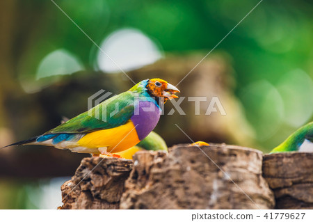 The Lady Gouldian finch, Erythrura gouldiae 41779627