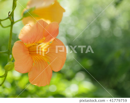 Mukojima百花園：Nausen Kazura 41779759
