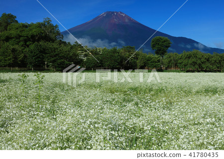 盛開山的富士山 41780435