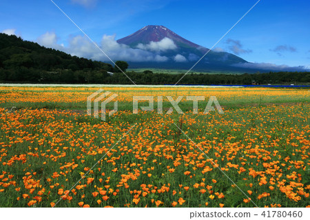 Poppy blooms Mount Fuji 41780460