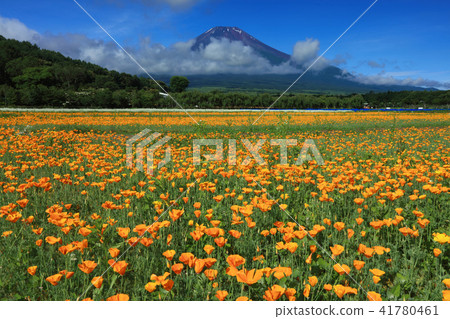 罌粟花盛開富士山 41780461