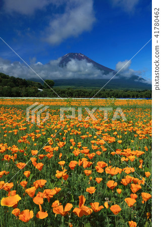 罌粟花盛開富士山 41780462