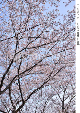 Cherry Blossoms Cherry Blossoms 41780505