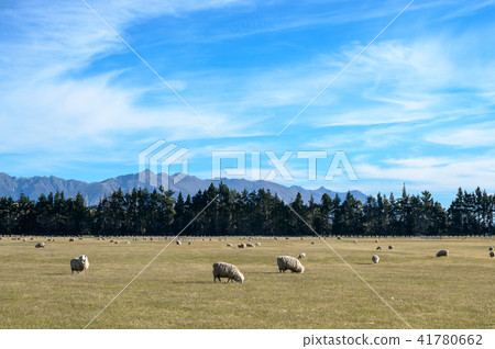 New Zealand flock of sheep 41780662