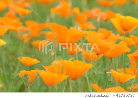 加州罌粟 加州罌粟 41780755