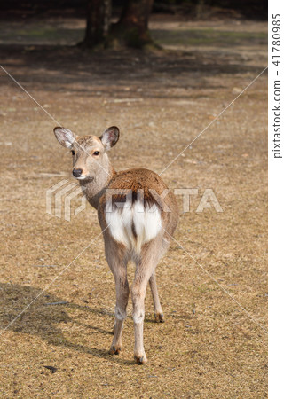 A deer 41780985
