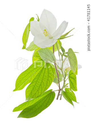 'Snowy Orchid Tree' flower 41781145
