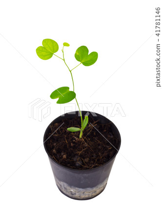 Young plant 41781146