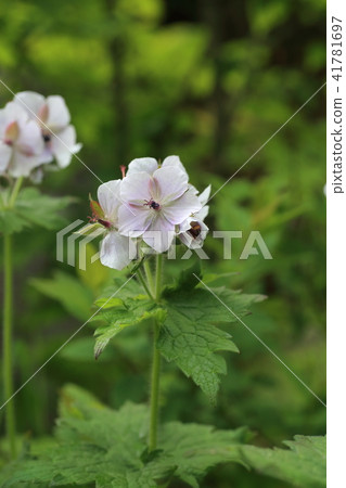 Gunnye Furo 41781697