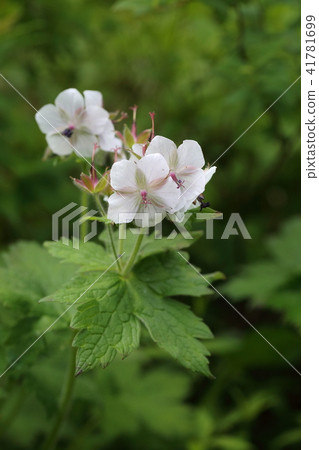 Gunnye Furo 41781699