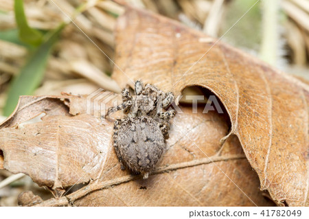 Yamazi Hetri 41782049