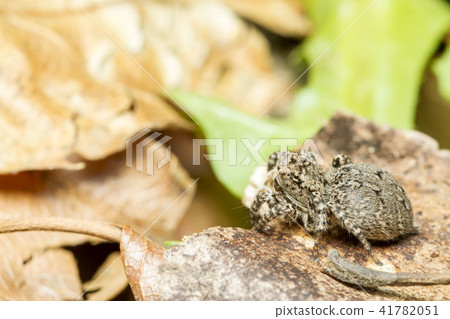 Yamazi Hetri Yamazi Hetri 41782051