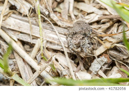 Yamazi Hetri 41782056