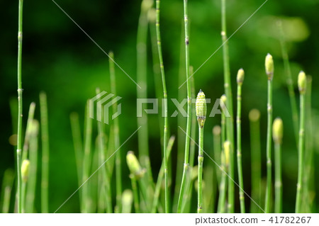 野草 41782267