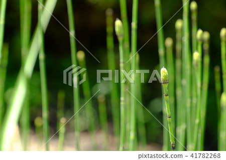野草 41782268