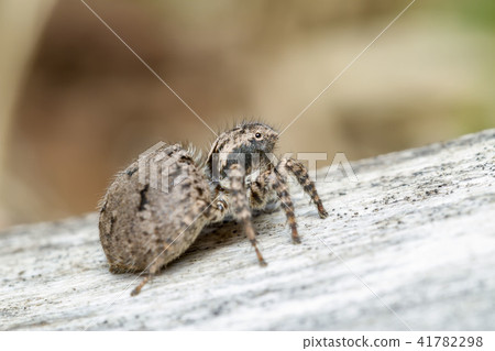 Yamazi Hetri 41782298