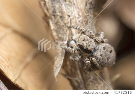 Yamazi Hetri 41782516