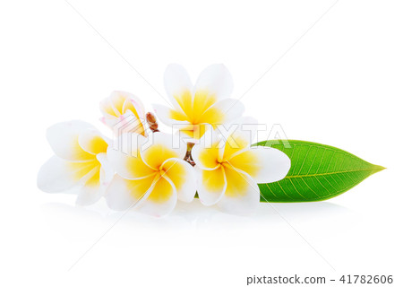 Frangipani flower isolated on white background 41782606
