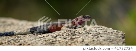 Panorama of male agama lizard in close-up Panorama of male agama lizard in close-up 41782724